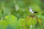 Black-backed Water-Tyrant portfolio