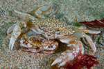 Liocarcinus marmoreus crab with mate