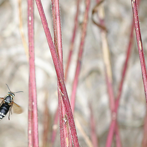 Bald-faced hornet arriving at nest.