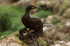 Shag