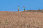 Black Combe-531