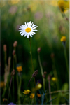 Oxeye Daisy