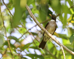 White-throated Thrush portfolio