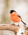 Bullfinch-3967