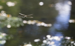 Southern Hawker Dragonfly, Cheshire