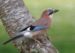 Jay 1