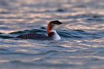 Great Northern Diver (juvenile) at Farmoor Reservoir near sunset