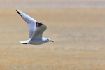 Black-billed Gull portfolio