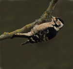 Lesser Spotted Woodpecker