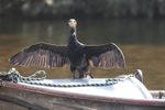 Cormorant 6