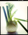 Fennel