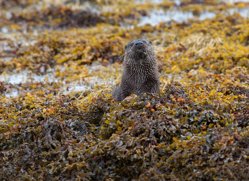 Eurasian Otter - Isle of Mull - Scotland