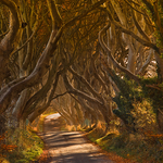 The Dark Hedges in Autumn