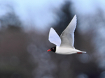 Mediterranean Gull portfolio