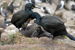 Shags and chicks
