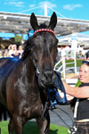 240726-Race 2-Vaguely Royal-0290