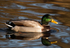 Mallard