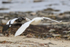 Kelp Goose pair close flypast, Carcass Island, Falklands
