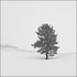 Tree in Snow