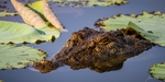Croc in the Lillies