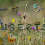 1st Cheryl Hewitt Save our Insects