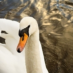 river severn swan