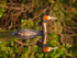 Great Crested Grebe