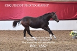 BPP_1567
