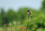 Pied Wheatear