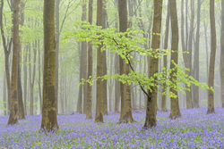 May bluebells