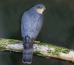 Sparrowhawk