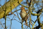 Song Thrush