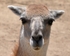 Llama