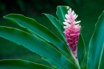 A pink Ginger flower