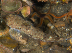 Callionymus reticulatus