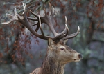 Red Deer