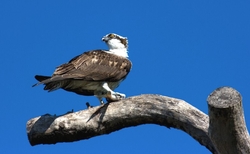 Osprey 0024 copy