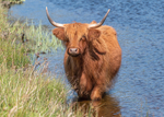 Highland Cow
