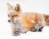 Red Fox In Snow #1