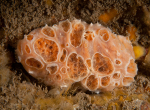 Hemimycale columella