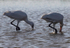 Fledgling spoonbills feeding