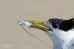 Pennant Fish 3