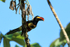 Fiery-billed Aracari front view, Costa Rica