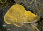 Axinella infundibuliformis