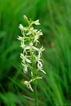 Lesser Butterfly Orchid