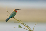 White-fronted Bee-eater