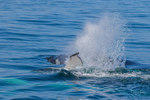 0A3A7751 Mother and Calf 3