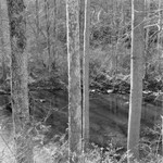 Backlit Trees,Loyalhhana Gorge, Pennsylvania, 2023