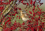 Fieldfare -  Turdus pilaris