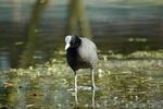 Coot